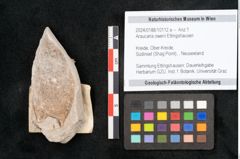 Foto (Objekt + Etikett) von Araucaria oweni Ettingshausen (NHMW-GEO-2024-0188-10112a)